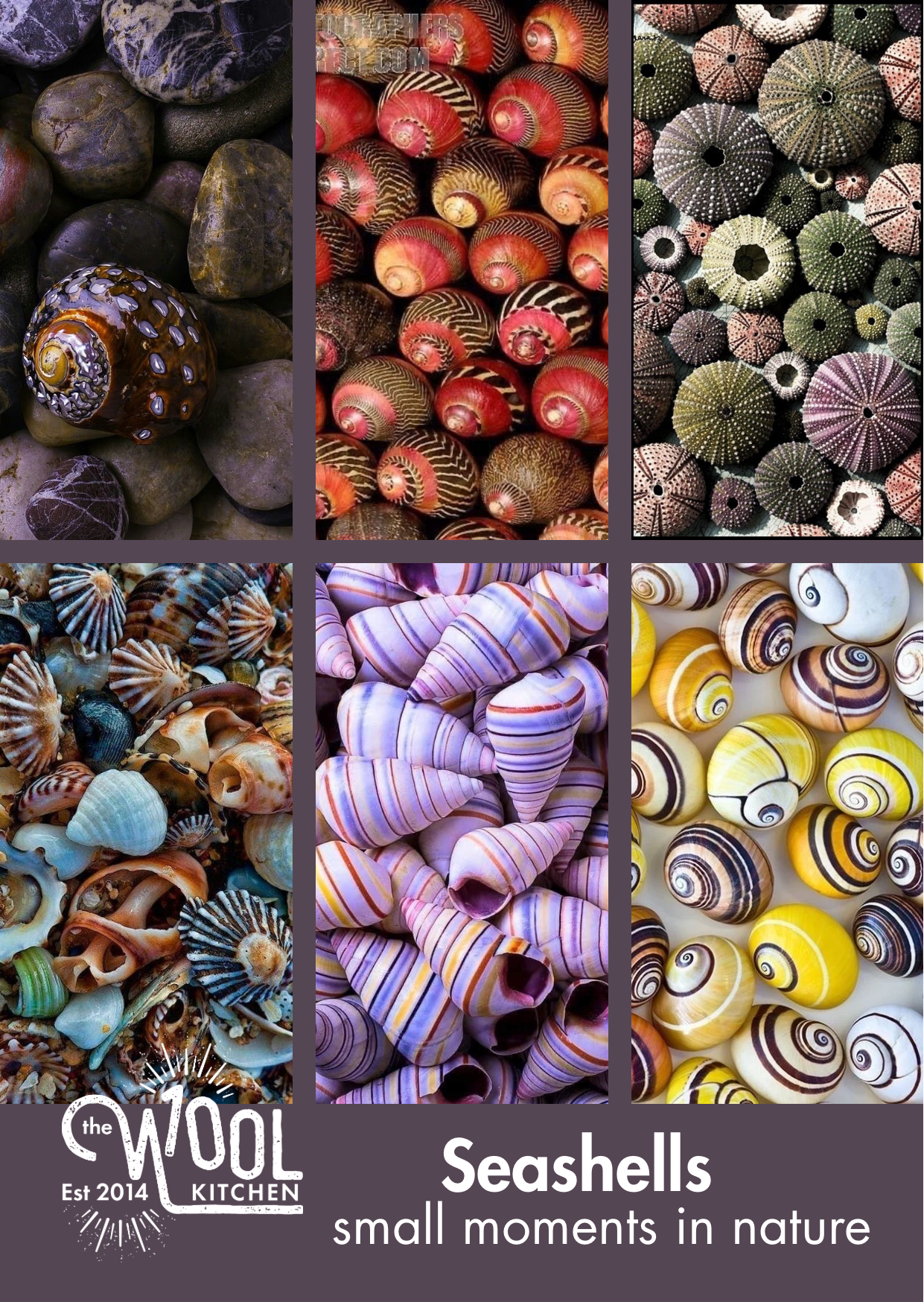 Collage of various seashells with 'The Wool Kitchen' logo and text 'Seashells, small moments in nature' advertising the Monthly Yarn Club