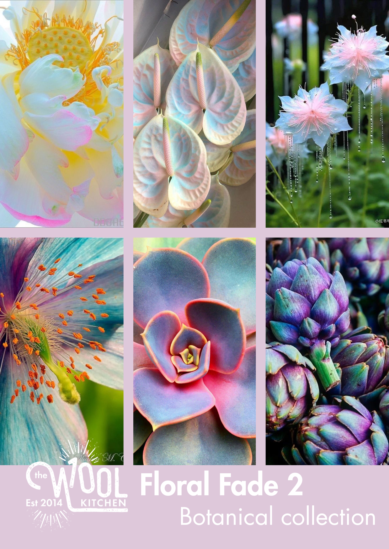 Image 3 Spider Lily | Floral Fade 2 Botanical Monthly Yarn Club | BFL DK Wool