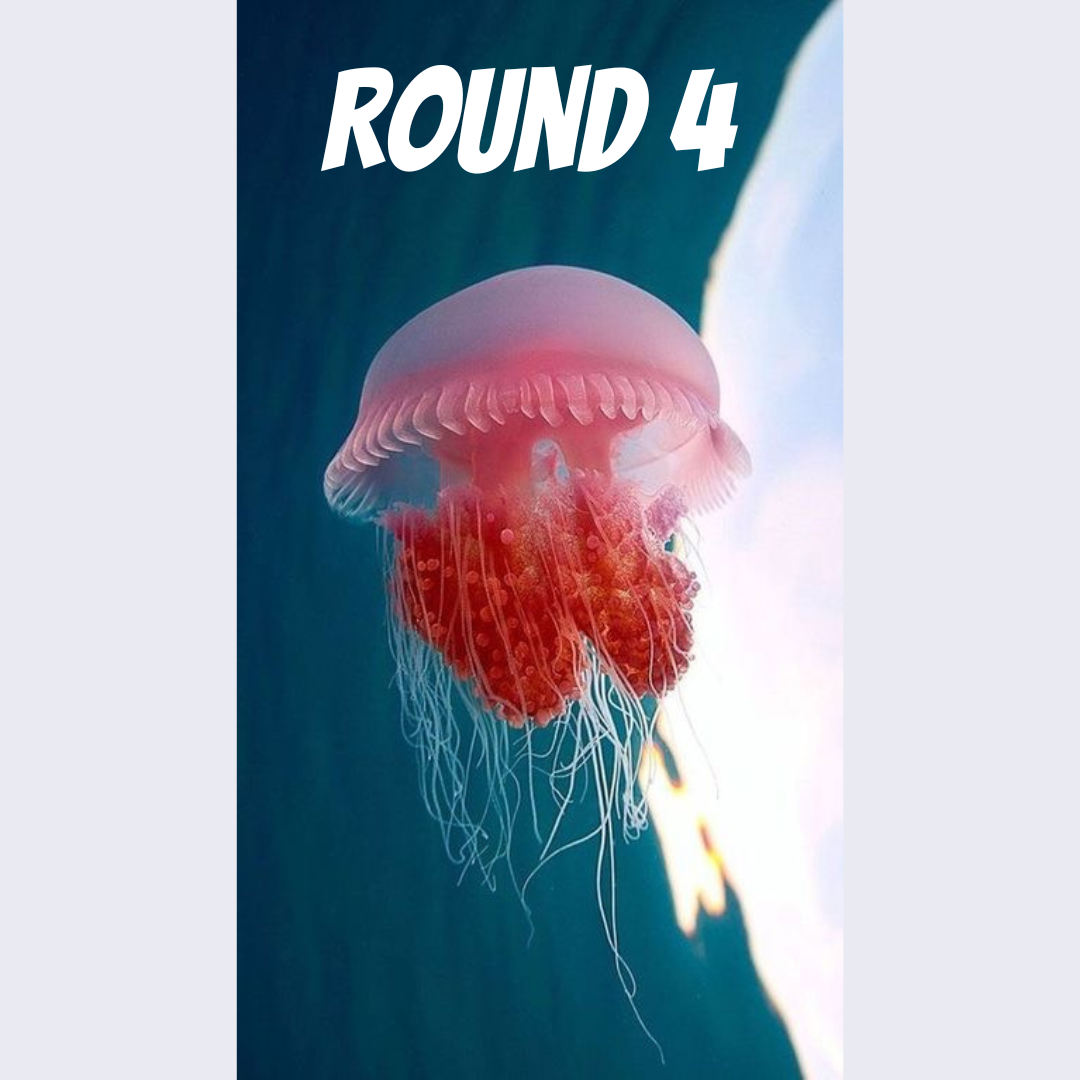 Round 4 Jellyfish monthly sock yarn club - Merino nylon - 4ply