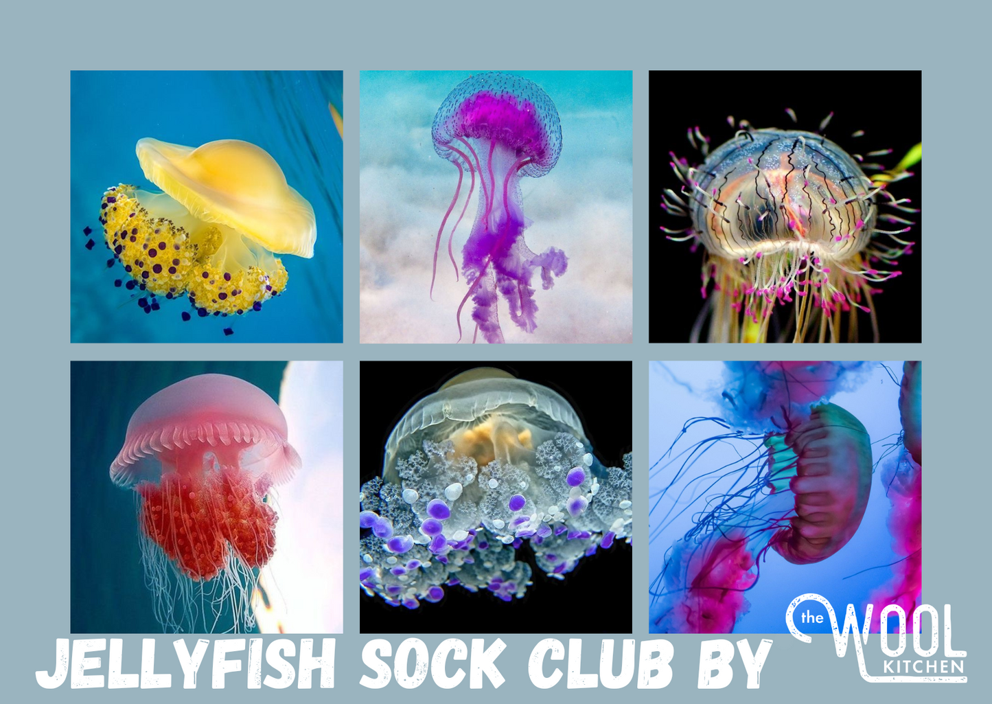 Round 5 Jellyfish monthly sock yarn club - Merino nylon - 4ply