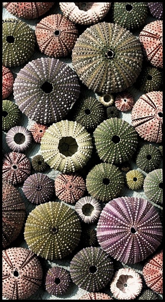 Inspiration photo for Round 3 of the hand dyed yarn club, Seashells featuring a collection of colorful sea urchin shells arranged in a pattern.