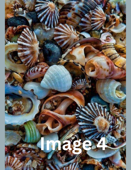 Inspiration image for the 4th round of the Seashells Monthly yarn club by the hand dyed yarn expert, The Wool Kitchen.