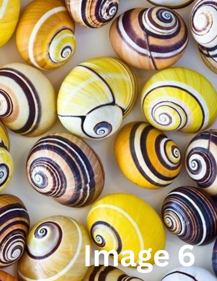 Inspiration image for the 6th round of the Seashells Monthly yarn club by the hand dyed yarn expert, The Wool Kitchen.