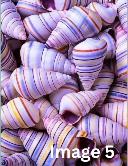 Inspiration image for the 5th round of the Seashells Monthly yarn club by the hand dyed yarn expert, The Wool Kitchen.
