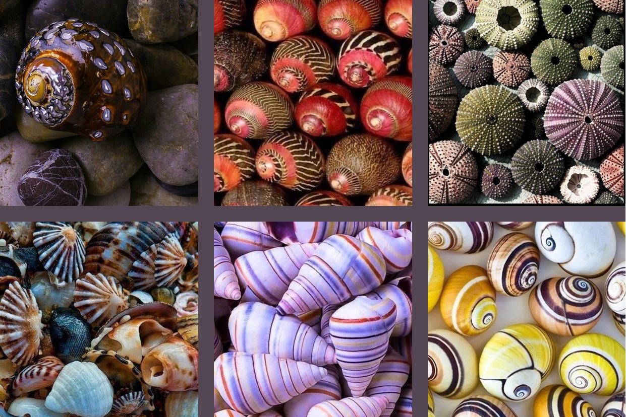 Seashells Monthly yarn club by the hand dyed yarn expert, The Wool Kitchen.